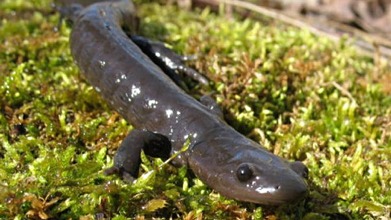 Burlington Closes Road For Endangered Salamander Crossings - Canadian 