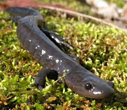 Burlington Closes Road For Endangered Salamander Crossings - Canadian ...