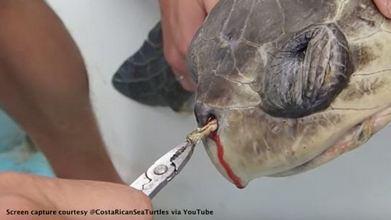 End McDonald's Use of Plastic Straws - Sea Turtle Petition - Canadian ...