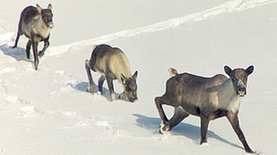 Write a letter for Caribou Protection - Canadian Association for the ...