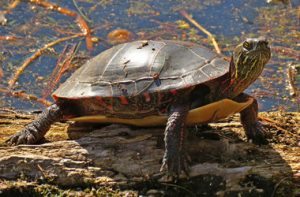 Imagine a World Without Turtles! - Canadian Association for the Club of ...