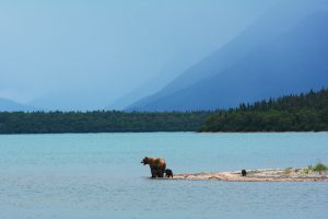 A mother bear teaches her cubs to swim on the edge of Naknek Lake, in Alaska’s Katmai National Park. Photo by Paxson Woelber on Unsplash