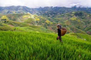 Old farmer works and carries baskets on his shoulder in the field of rice on rice terraces