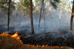 Burning forest scene caused by heat wave.