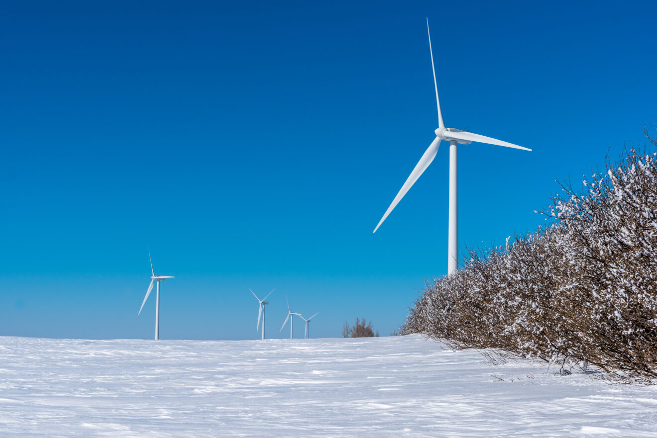 Wind turbines tower above a row of trees covered in horror frost in a Saskatchewan winter