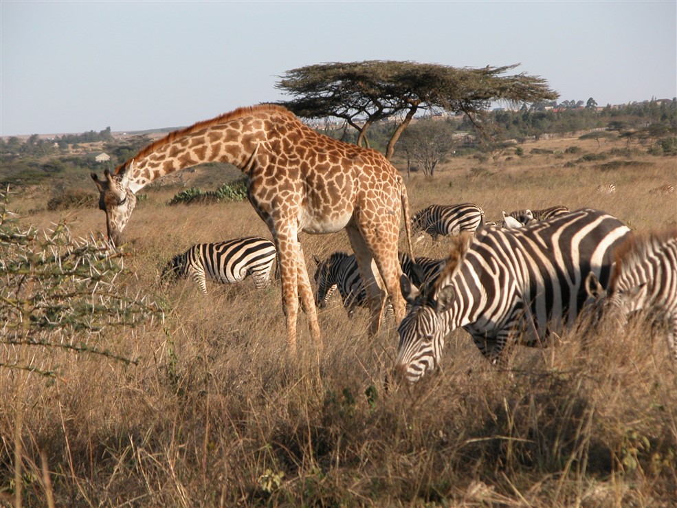 Nairobi Wildlife Park
