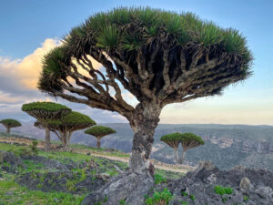 Dragon tree forest endemic plant of Socotra Island Yemen