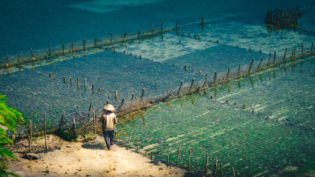 People collect seaweed plantations algal - Nusa Penida, Bali, Indonesia.