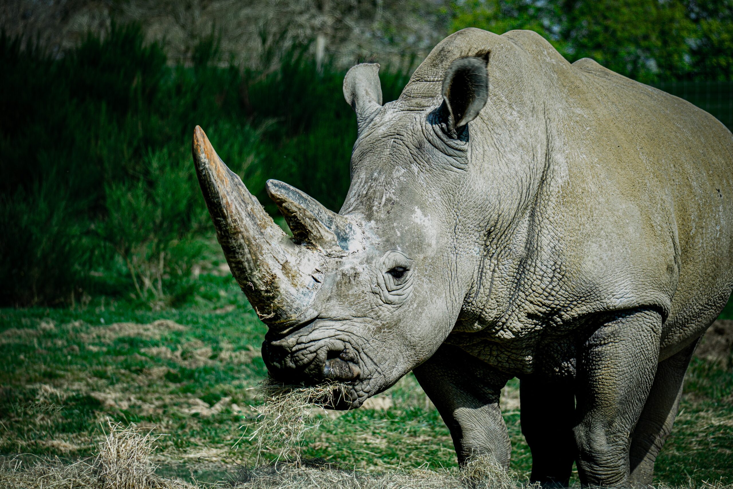 Buying Resurrection - Can the Economy Save the Rhinos? - Canadian ...