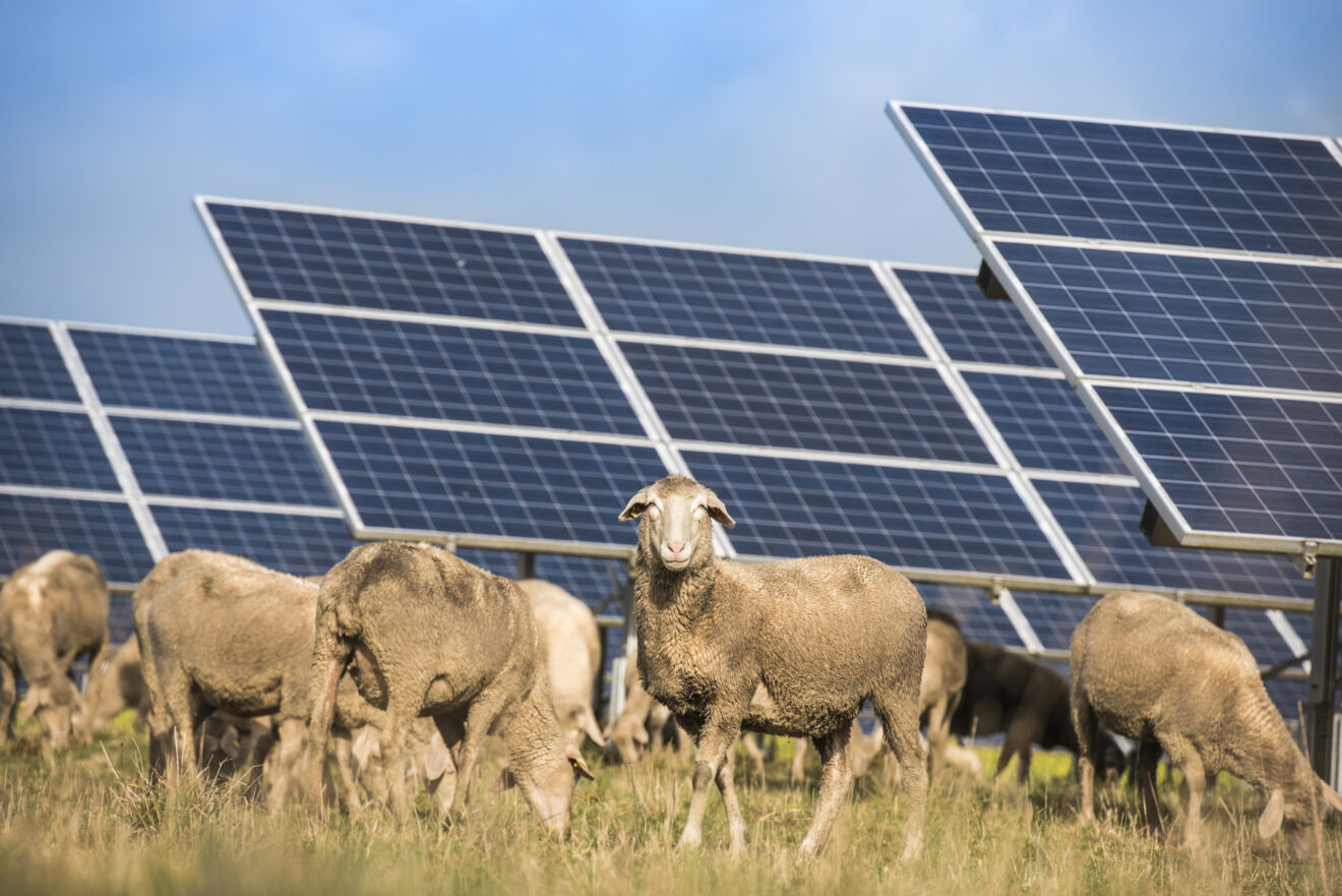 Solar panels with grazing sheep