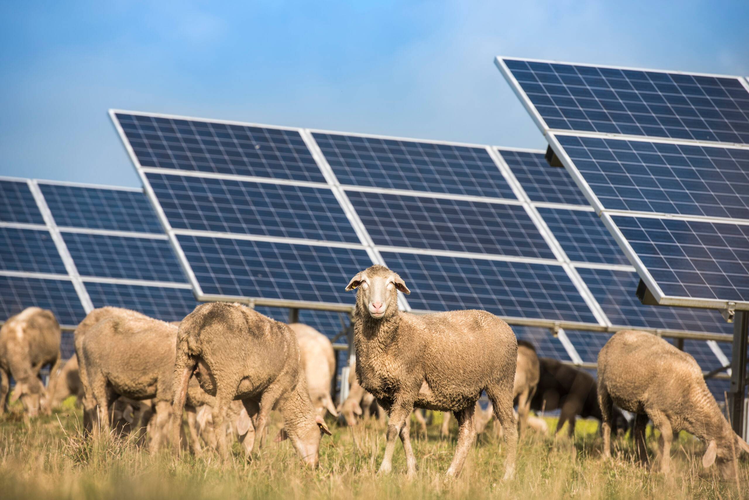 Shady Business Solar Panels Make Sheep Healthier And Wool Stronger Shady Business Solar Panels Make Sheep Healthier And Wool Stronger