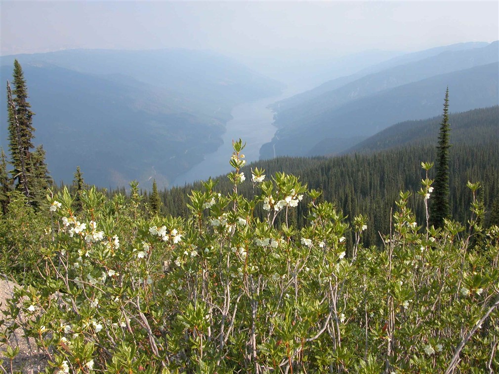 How do Tariffs affect Environment and Sustainability